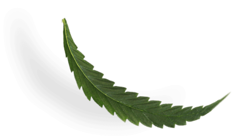 Cbd leaf
