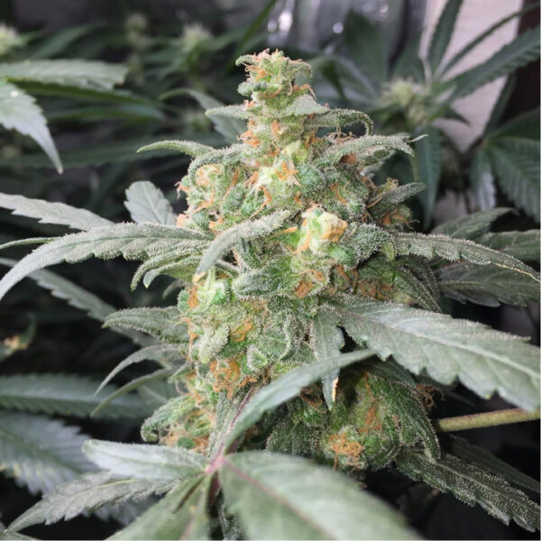 Fast Buds - Αυτόματοι Σπόροι Κάνναβης - Green Crack Auto - 3τεμ - φυτού1