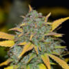 Fast Buds - Αυτόματοι Σπόροι Κάνναβης - Gelato Auto - 3τεμ - κοντινή