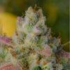 Fast Buds - Αυτόματοι Σπόροι Κάνναβης - Gelato Auto - 3τεμ - φωτογραφία ανθού2
