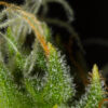 Dinafem Αυτόματοι Σπόροι Κάνναβης - White Widow XXL Auto - 3τεμ - πούδρα 2