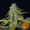 Barneys Farm - Αυτόματοι Σπόροι Κάνναβης - Purple Punch Auto - 3τεμ - φωτό φυτού 1