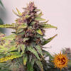 Barneys Farm - Αυτόματοι Σπόροι Κάνναβης - Purple Punch Auto - 3τεμ - ανθός 2