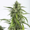 Dinafem Αυτόματοι Σπόροι Κάνναβης - White Widow XXL Auto - 3τεμ - φωτογραφία - 1