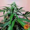 Barneys Farm - Αυτόματοι Σπόροι Κάνναβης - Zkittlez OG Auto - 3τεμ - φωτό φυτού - 1