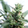 Buddha Seeds | Αυτόματοι Σπόροι Κάνναβης - Calamity Jane Auto - 3τεμ - κοντινή φωτογραφία ανθών φυτού