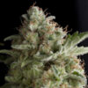 Pyramid Seeds | Θηλυκοί Σπόροι Κάνναβης - American Pie - 3+1τεμ - φωτογραφία φυτού