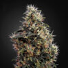 Green House Seeds | Αυτόματοι Σπόροι Κάνναβης - Sweet Mango Auto - 3τεμ - φωτογραφία ανθών