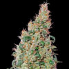 Green House Seeds | Αυτόματοι Σπόροι Κάνναβης - Green O Matic Auto - 3τεμ - φωτογραφία ανθών -2.