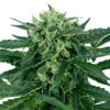 Sensi Seeds | Αυτόματοι Σπόροι Κάνναβης - Sensi Amnesia Auto - 3τεμ - φωτογραφία ανθού
