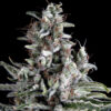 Hippocrates Seeds | Anosia Haze Auto plant από την ελληνική τράπεζα.