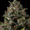 Hippocrates Seeds Creta-47 Auto φωτογραφία φυτού.